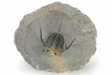 Bumpy Cyphaspis Trilobite - Natural Multi-Colored Shell #240530-2